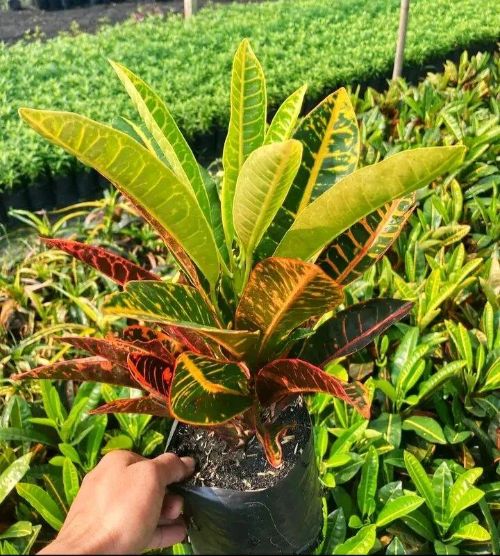 Croton Small thumbnail 5